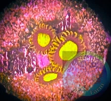 SAF~ “WYSIWYG” King Midas Zoanthid Coral Frag, Palythoa, Paly, Zoa