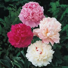 Peony Double Flowering Mix 3 Plant Divisions 2-3 eyes Spring Flowers