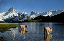 Grindelwald Bachalpsee Cows vintage postcard x878