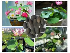90x Seeds Lotus Mix Flower Seed Hand Picked Aquatic Plants Water Garden Hot
