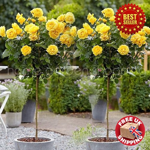 2 x Standard Yellow Rose Tree 50cm tall Indoor Outdoor Garden Plants Bare Root eBay