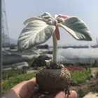 3-4CM Succulent Cactus Plant Sinningia Leucotricha Gesneriaceae Beautiful Plant