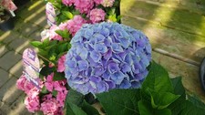 Hydrangea macrophylla 'Bleu' / Hortensia Bleu / Conteneur de 3 à 4 litres