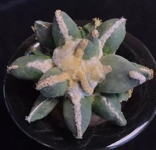 Rare Cacti Ariocarpus furfuraceus magnificus Hybird WYSIWYG Decor Garden Sale
