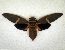 CICADA - Fully Spread - Tosena sp (MorF) - Cameron Highlands, Malaylsia