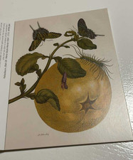 Maria Sibylla Merian...Metamorphosis...Pampelmuse