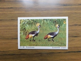 Dandy Gum 1969 Wild Animals H98 Crowned Crane / Krontrane