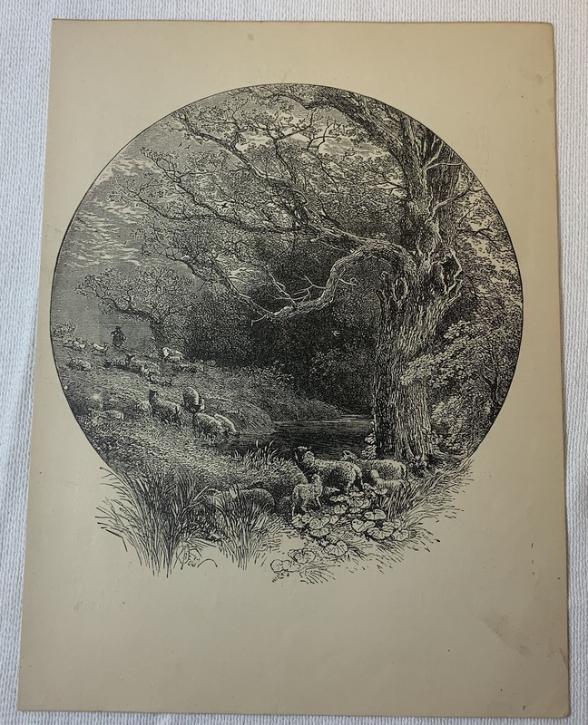 1880 book engraving ~ SHEEP BESIDE THE STREAM