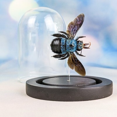 Blue Carpenter Bee Natural Glass Dome Display Taxidermy Oddities Curiosity gift