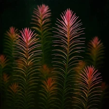 Rotala Wallichii | Aquarium Plants Factory®