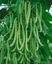 Kentucky Wonder POLE Green Bean Seeds, NON-GMO, High Yielding, FREE SHIPPING