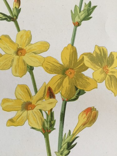 Antique Botanical Print – Winter Jasmine by F.E. Hulme – c.1900 – Original Art - Picture 6 of 10