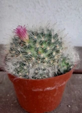 Mammillaria Bocasana Cactus White Hair Pink Flowers Ships In A  4" Pot. Nice!