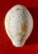 GASTÉROPODE FOSSILE DES LANDES , CYPRAEA