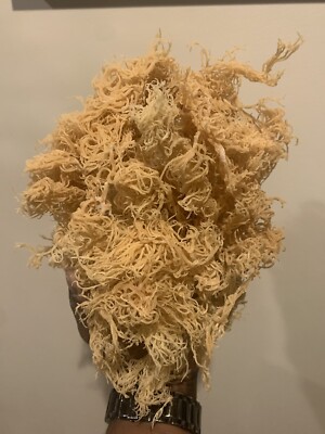 Wild Craft Sea Moss - 1 pound Gold - SPECIAL OFFER BUY 2 Get 8 oz Free!!!