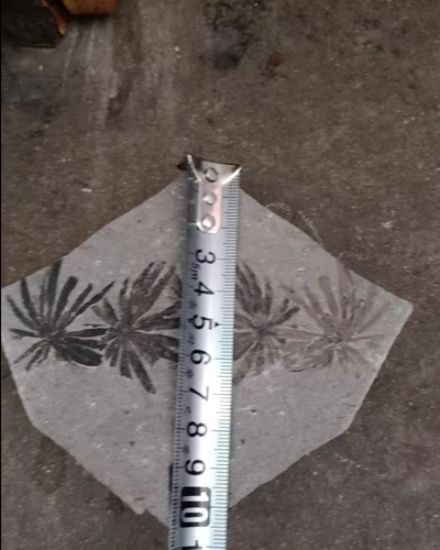 Fossil of whorled plants Natural Devonian prehistoric Jurassic biota Fossils - Picture 2 of 6