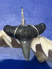 SHARK TOOTH PENDANT FOSSILIZED 7/8 Inch Lower LEMON Shark Tooth 