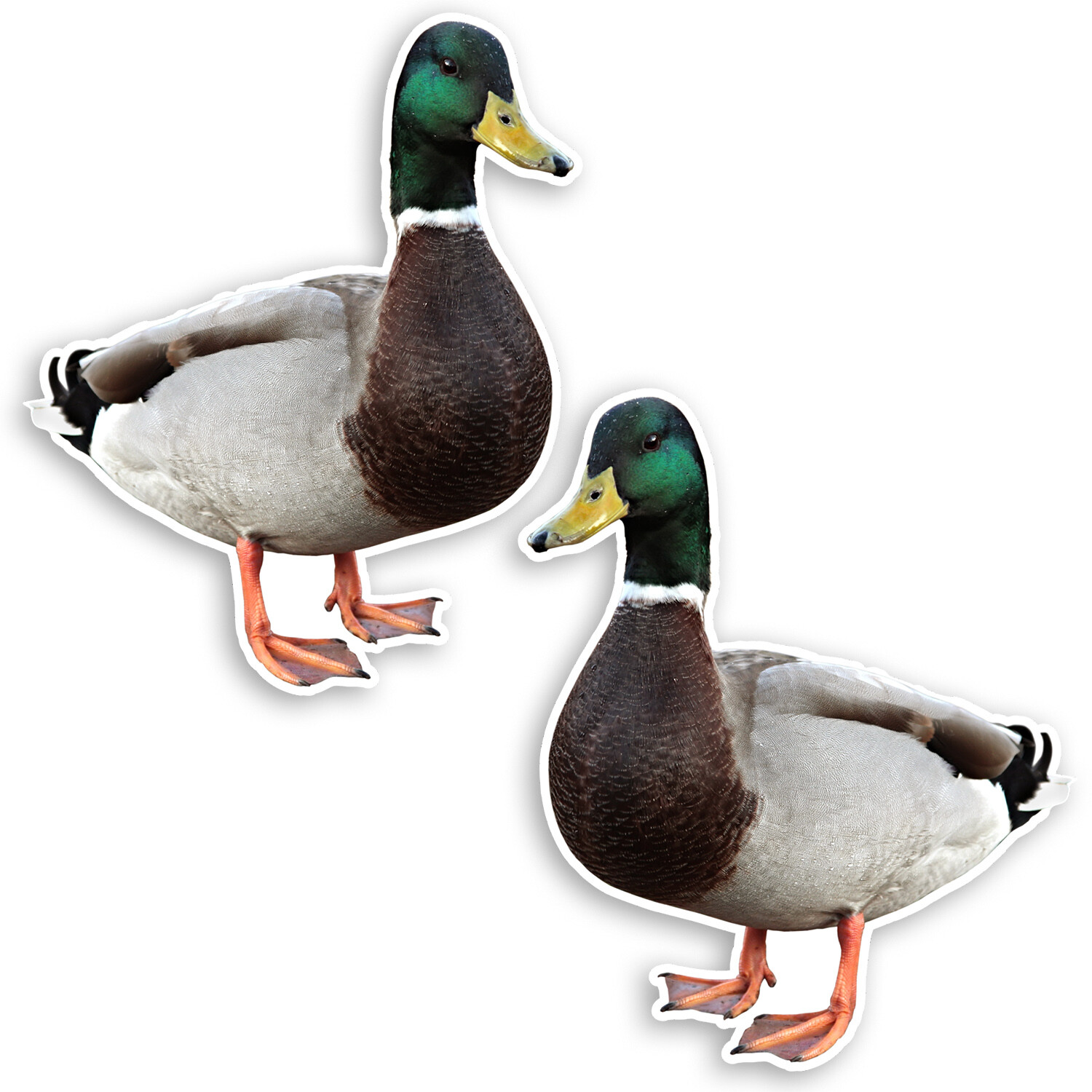 2 x 10cm Cute Mallard Duck Vinyl Stickers - Wildlife Kids Gift Sticker #34898 - Image 2