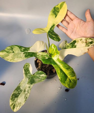 PHILODENDRON PARADISE BEAUTY (Florida Beauty X Paraiso variegato) pianta rara