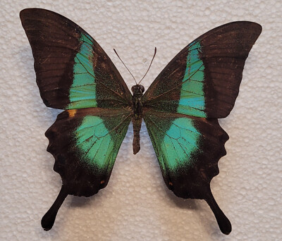 Papilio buddha - male from India *rare*