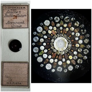 Hervorragendes antikes Mikroskop Objektträger. Ausstellung Kreis der Kieselalgen etc. Von Firth.