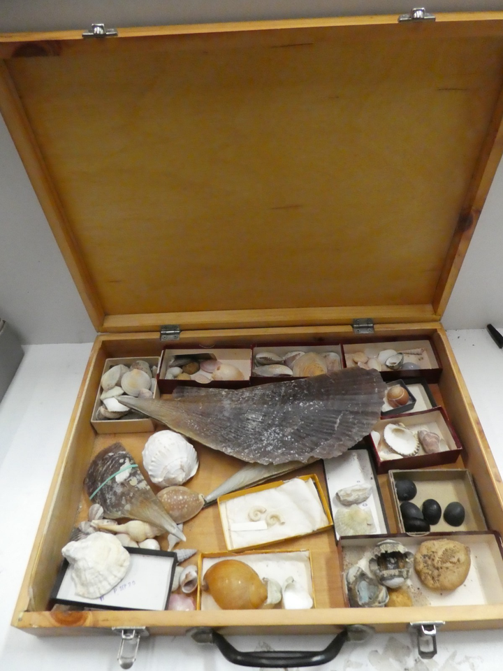 COLLECTION VINTAGE SEA SHELLS CONCH SPINEY CONES STARFISH SPECIMENS ...