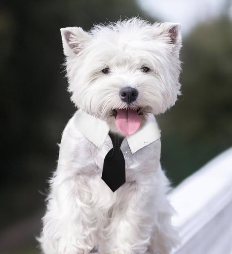 Doggy Tuxedo Tie SML Cotton BLK Satin Hand Made NWT Dog Gift Wedding Bday Adjust - Picture 5 of 10