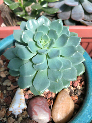 Echeveria Tinkerbell Succulent - RARE IMPORTED - Rose Shaped Succulent |  eBay