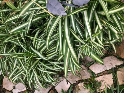 Spider plant (chlorophytum) HUGE 4" | eBay