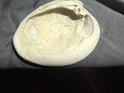Large Natural Clam Shell Coastal Decor Beach Nautical Display Bowl Seashell — photo 8