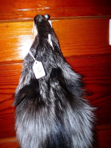 ENORME HERMOSO ZORRO PLATEADO bronceado piel piel piel piel taxidermia S5 hombre cabaña de troncos cueva - Imagen 3 de 4