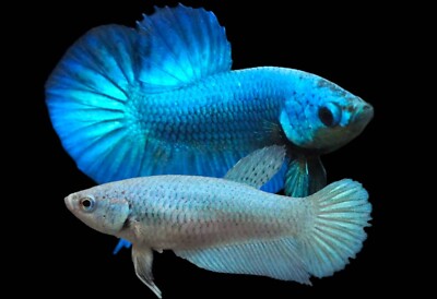 Betta Live Male And Female Betta In One Tank Pair Of Bettas Super