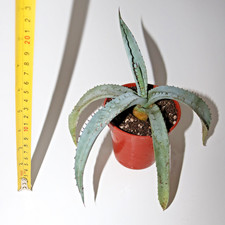 Hardy Grey Narrow Leaved Agave Succulent Plant poss. Agave frazosinii