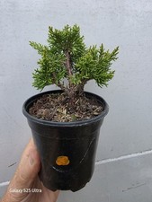 SHIMPAKU JUNIPER Pre-Bonsai Tree Cold Hardy 4.5" tall Ready to Train O