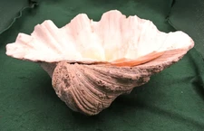 Large Genuine Ocean Giant Clam Shell 15" X 10.5" 10lbs.