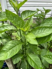 4" African Bitter Leaf Cuttings/Stalk ~ Vernonia Amygdalina - From 2025 Plants
