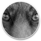 2 x Vinyl Stickers 30cm (bw) - Beautiful Fox Eyes Wild Animal Nature  #40808