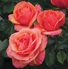 Pink Anna's Promise Grandiflora Rose - Pack 30 Seeds - Rose Flower Gardening