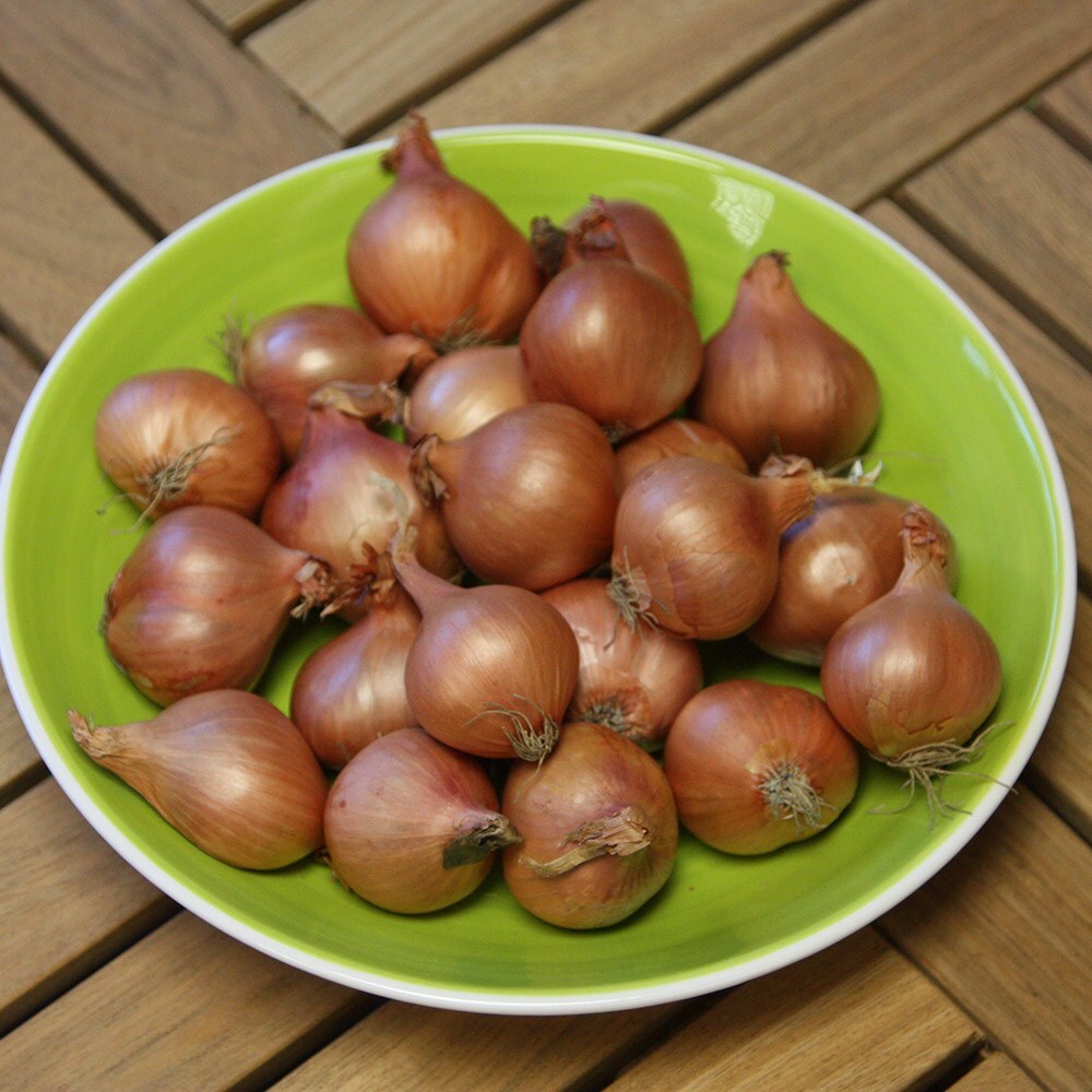 Spring Planting Onion Sets/ Stuttgarter/ Sturon/Red Baron/Hercules