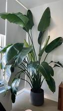 Tropical BIRD OF PARADISE  10.5  Pot live plant