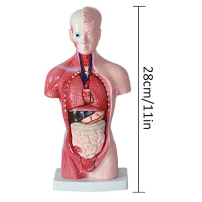 ZX-1103P Human Torso Small | eBay