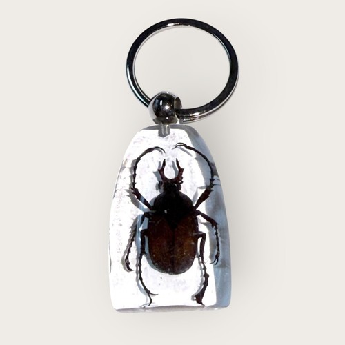 Antler Horned Beetle Keychain Keyring Clear Acrylic Resin Display Insect Bug