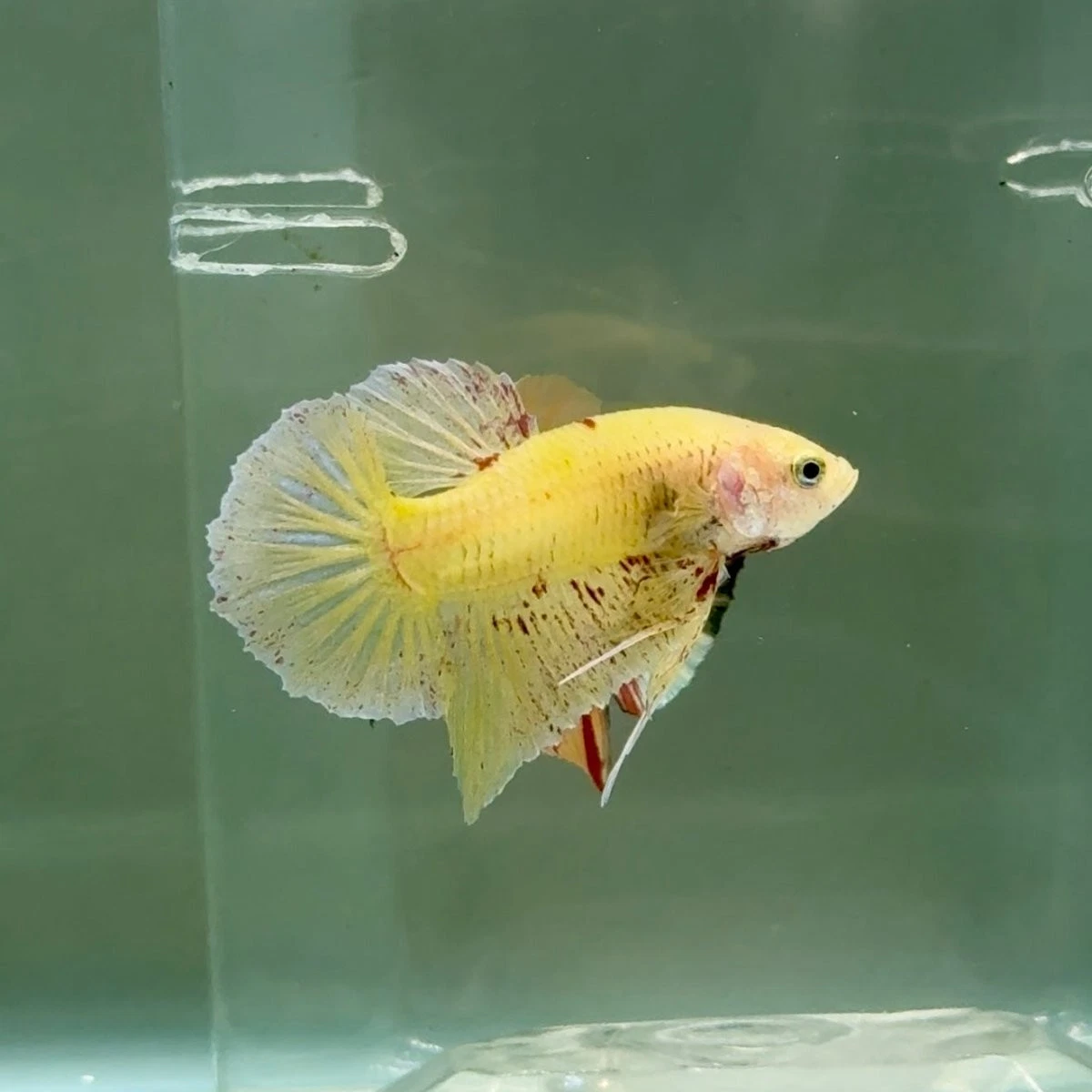 Las mejores ofertas en Amarillo Betta | eBay