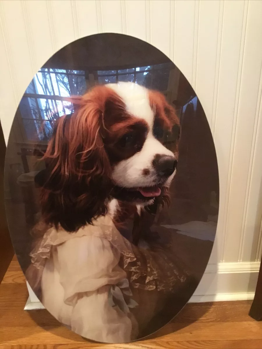 Giant cavalier king charles spaniel 2025