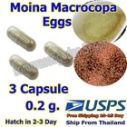 P3 Moina Macrocopa eggs High protein Food For Betta Killifish Guppy Fish 3 Cap