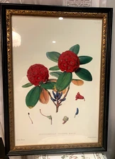 VTG Botanical  - reproduction, by JHD, framed, Under Glass, size is 25" x 18"