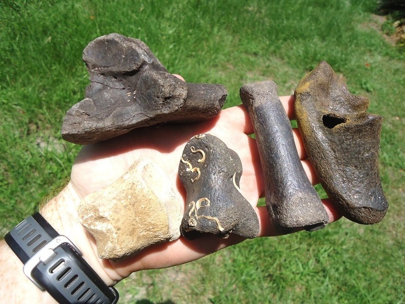 HANDFUL EXTINCT MEGAFAUNA MAMMAL BONES FLORIDA FOSSILS ICE AGE SKELETON HORSE FL