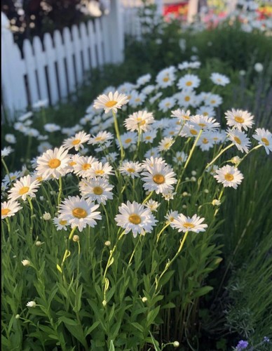 Shasta Daisy Live riesige ausgewachsene Pflanze in voller Größe, keine Teilung oder Starter + Gratisgeschenk - Bild 2 von 7