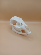 Young Muntjac Deer Taxidermy Skull Jaw Bone Gothic Pagen Oddity Craft Natural