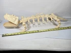 Vintage 1984 Battle Bones He Man Masters Of The Universe Complete Great Shape